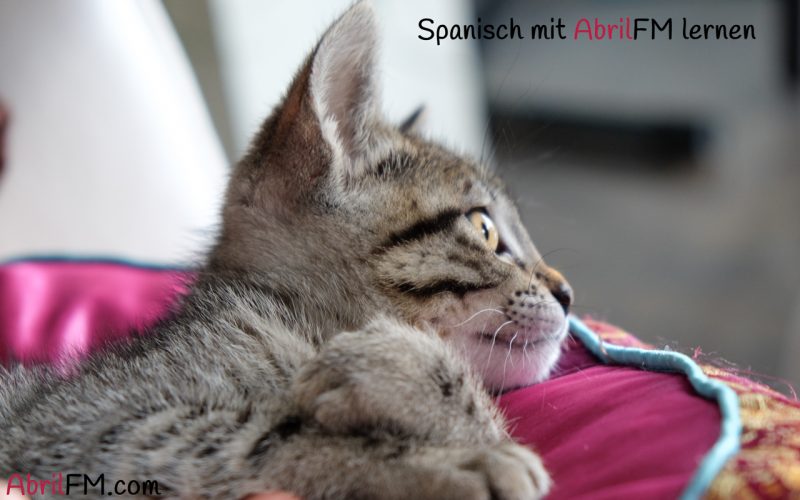 0. Die Katze- Spanisch mit AbrilFM lernen