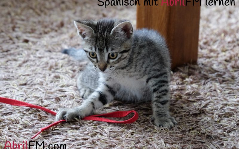 1. Die Katze- Spanisch mit AbrilFM lernen