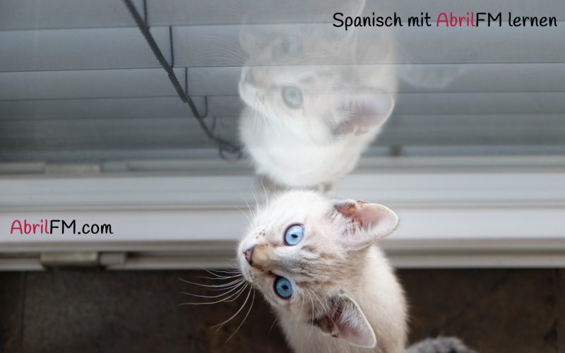 10. Die Katze- Spanisch mit AbrilFM lernen