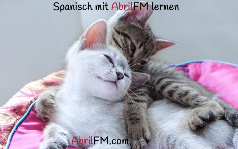 100. Die Katze- Spanisch mit AbrilFM lernen