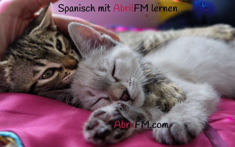 102. Die Katze- Spanisch mit AbrilFM lernen