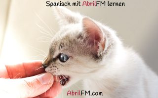 103. Die Katze- Spanisch mit AbrilFM lernen