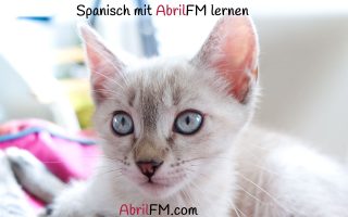 104. Die Katze- Spanisch mit AbrilFM lernen