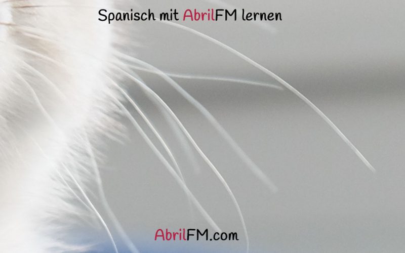105. Die Katze- Spanisch mit AbrilFM lernen
