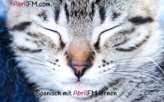 108. Die Katze- Spanisch mit AbrilFM lernen