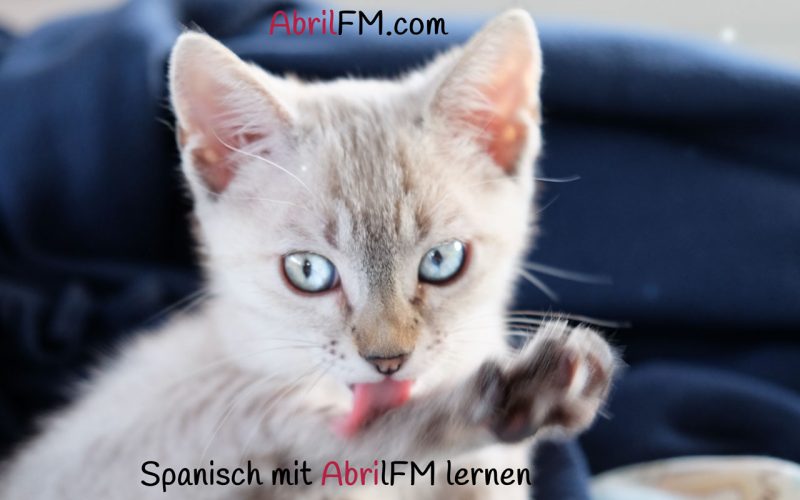 109. Die Katze- Spanisch mit AbrilFM lernen
