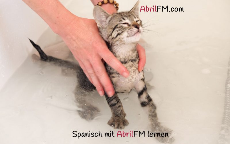 112. Die Katze- Spanisch mit AbrilFM lernen