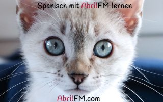 113. Die Katze- Spanisch mit AbrilFM lernen
