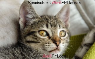 114. Die Katze- Spanisch mit AbrilFM lernen