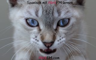 116. Die Katze- Spanisch mit AbrilFM lernen