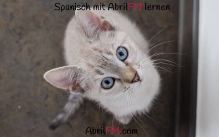 117. Die Katze- Spanisch mit AbrilFM lernen