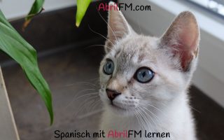 118. Die Katze- Spanisch mit AbrilFM lernen