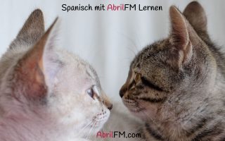 119. Die Katze- Spanisch mit AbrilFM lernen