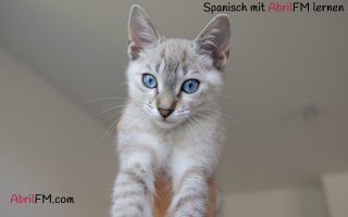 12. Die Katze- Spanisch mit AbrilFM lernen
