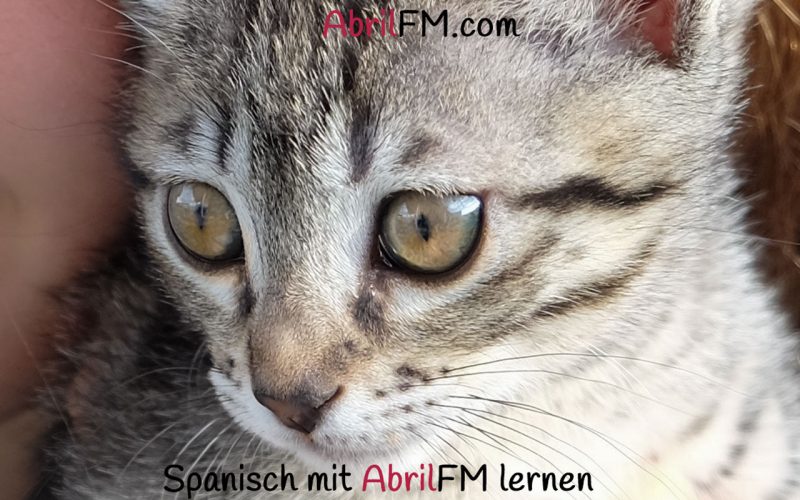 120. Die Katze- Spanisch mit AbrilFM lernen
