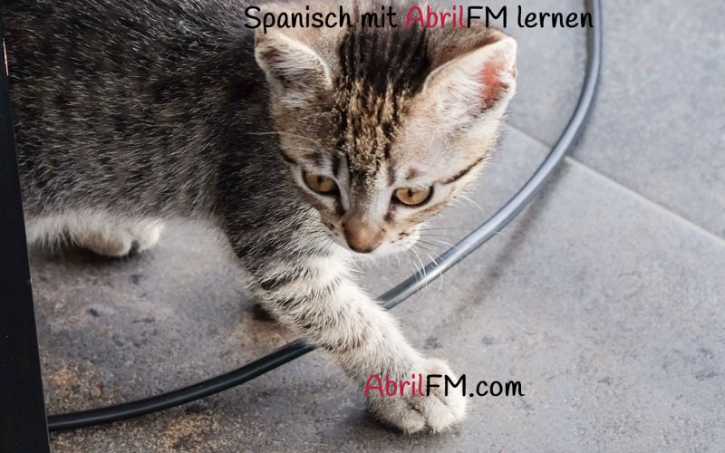 121. Die Katze- Spanisch mit AbrilFM lernen