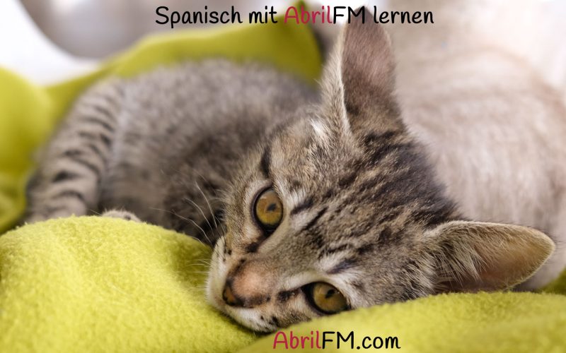 123. Die Katze- Spanisch mit AbrilFM lernen