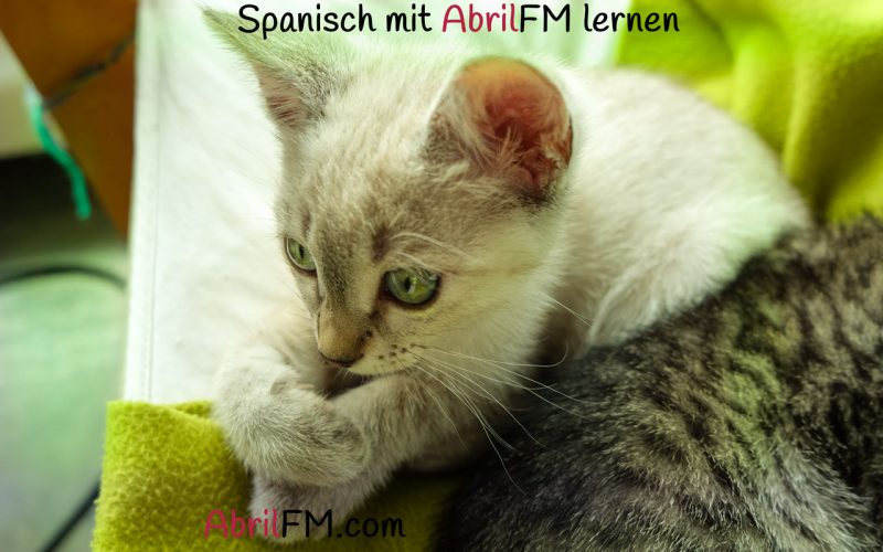 124. Die Katze- Spanisch mit AbrilFM lernen
