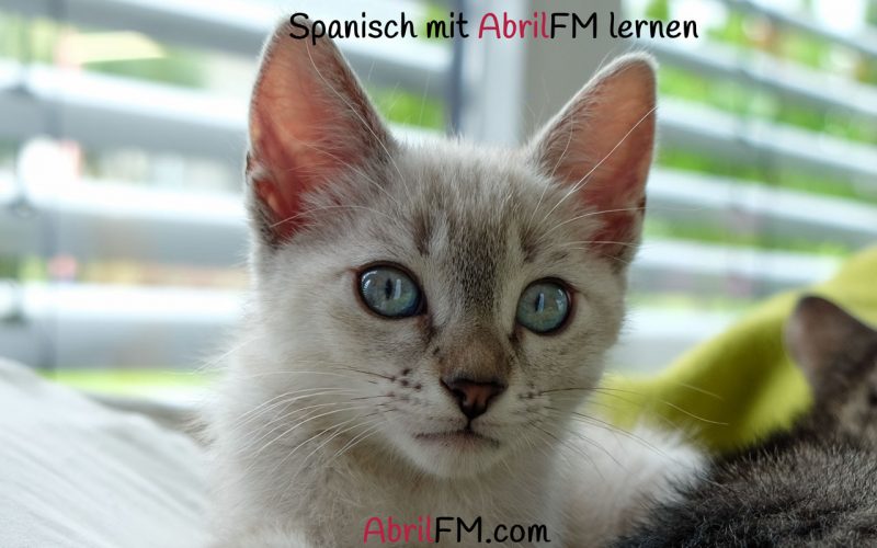 125. Die Katze- Spanisch mit AbrilFM lernen