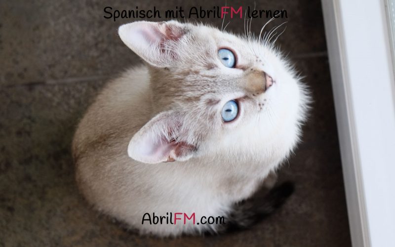 126. Die Katze- Spanisch mit AbrilFM lernen