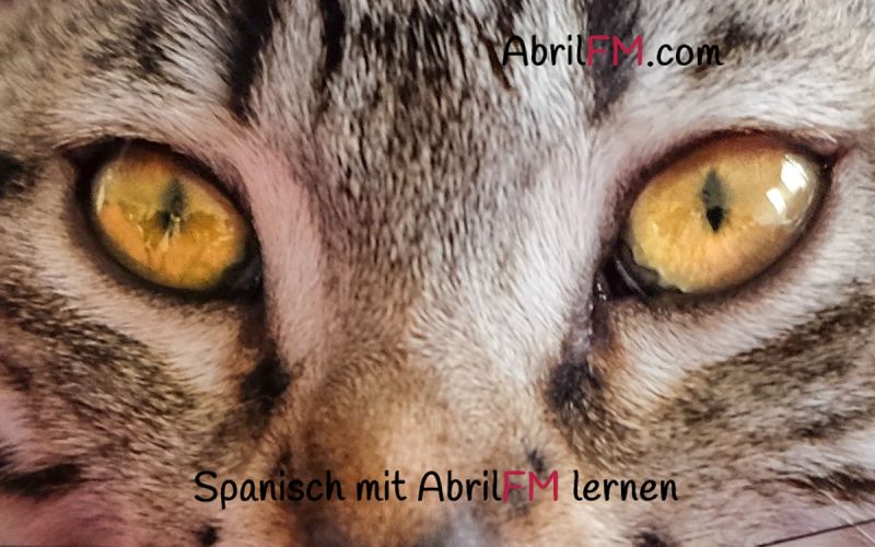 127. Die Katze- Spanisch mit AbrilFM lernen