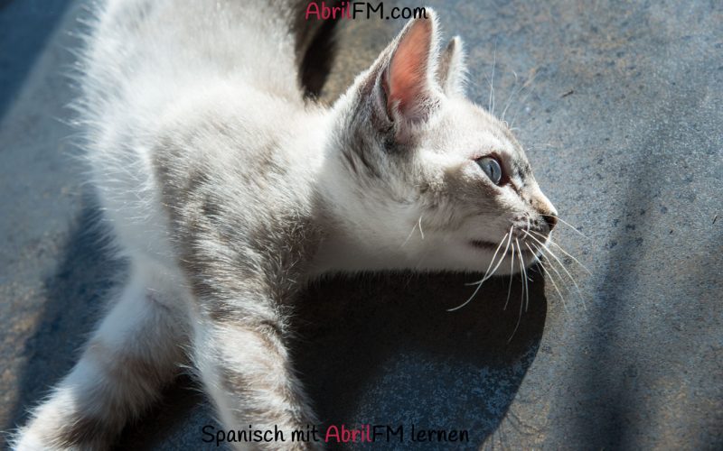 130. Die Katze- Spanisch mit AbrilFM lernen