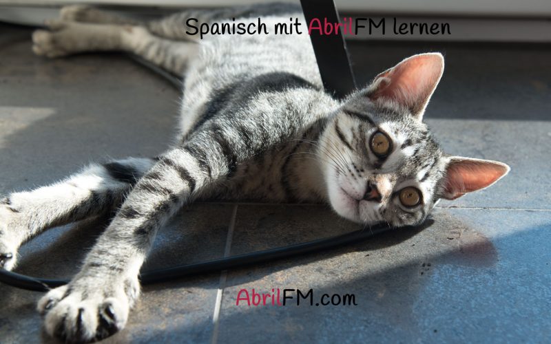 131. Die Katze- Spanisch mit AbrilFM lernen