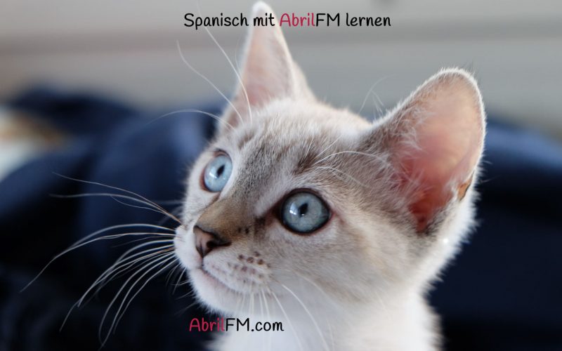 133. Die Katze- Spanisch mit AbrilFM lernen
