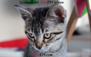 134. Die Katze- Spanisch mit AbrilFM lernen