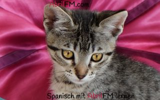 135. Die Katze- Spanisch mit AbrilFM lernen