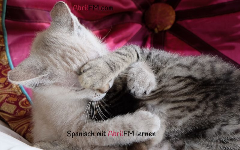 136. Die Katze- Spanisch mit AbrilFM lernen