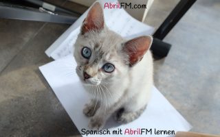 137. Die Katze- Spanisch mit AbrilFM lernen