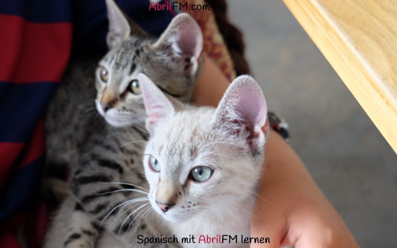 139. Die Katze- Spanisch mit AbrilFM lernen