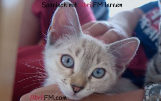 140. Die Katze- Spanisch mit AbrilFM lernen