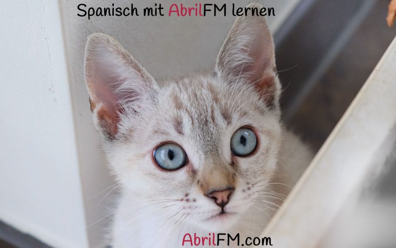 142. Die Katze- Spanisch mit AbrilFM lernen