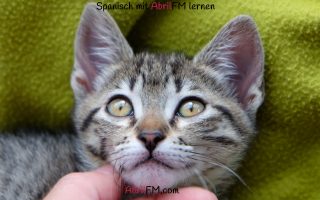 143. Die Katze- Spanisch mit AbrilFM lernen