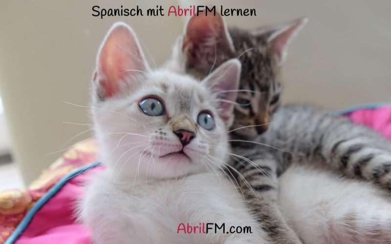 144. Die Katze- Spanisch mit AbrilFM lernen