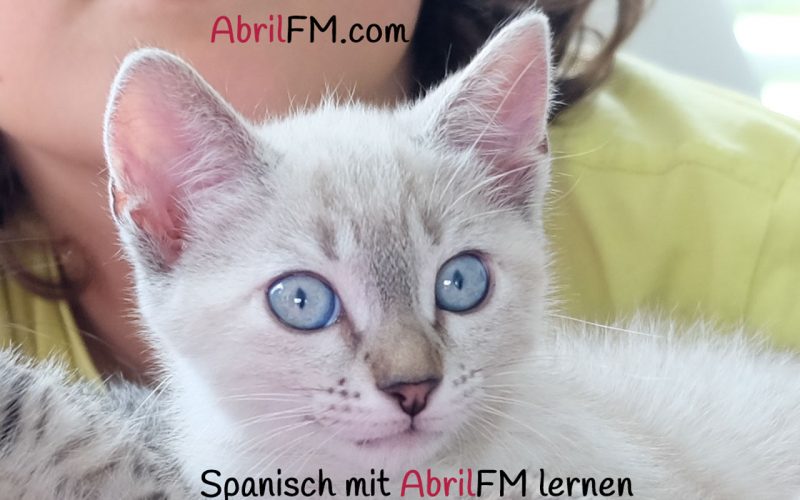 146. Die Katze- Spanisch mit AbrilFM lernen