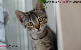 15. Die Katze- Spanisch mit AbrilFM lernen