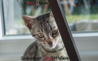 150. Die Katze- Spanisch mit AbrilFM lernen