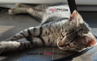 151. Die Katze- Spanisch mit AbrilFM lernen