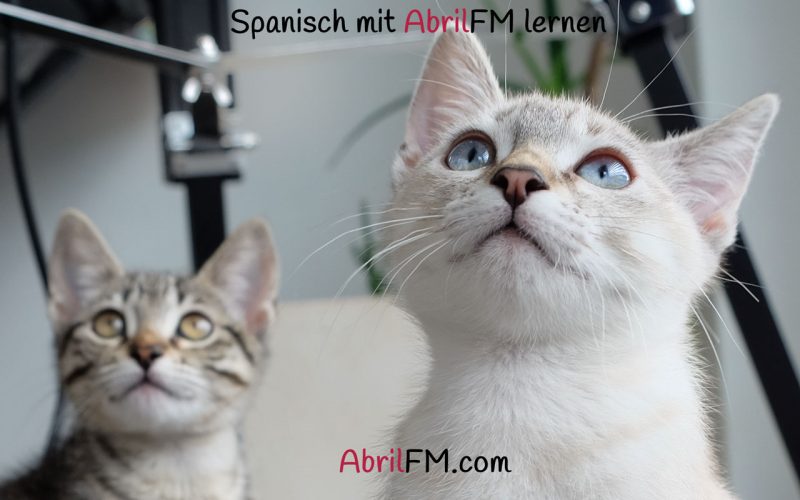 152. Die Katze- Spanisch mit AbrilFM lernen