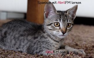 154. Die Katze- Spanisch mit AbrilFM lernen