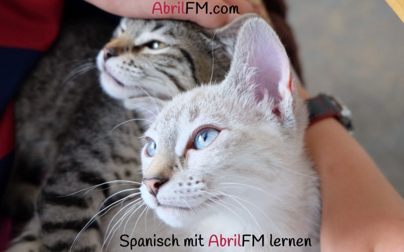 155. Die Katze- Spanisch mit AbrilFM lernen