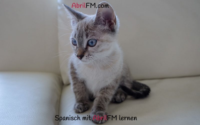 156. Die Katze- Spanisch mit AbrilFM lernen