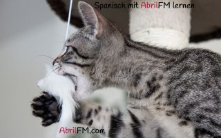 157. Die Katze- Spanisch mit AbrilFM lernen