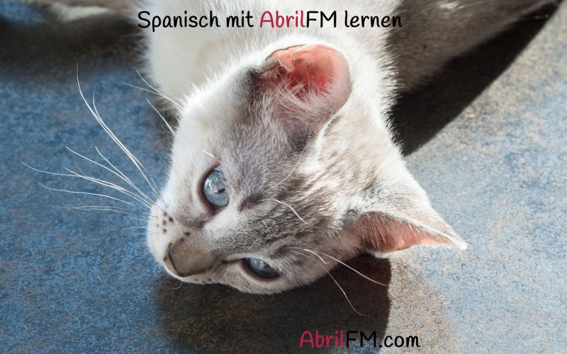 158. Die Katze- Spanisch mit AbrilFM lernen