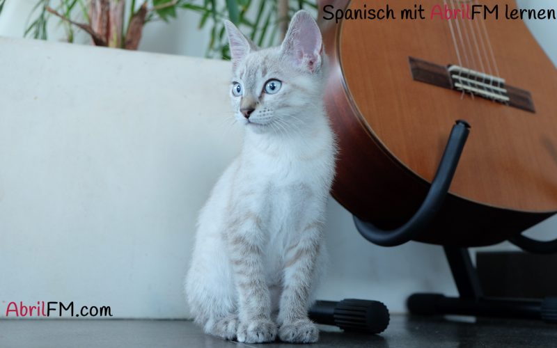 16. Die Katze- Spanisch mit AbrilFM lernen