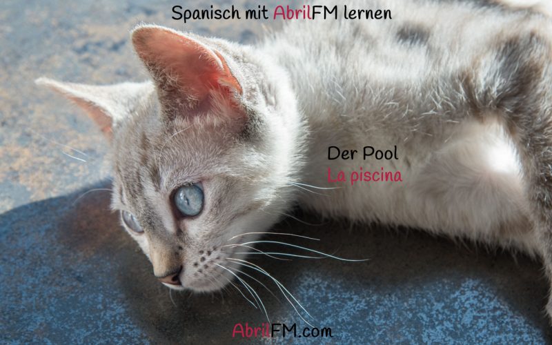 160. Die Katze- Spanisch mit AbrilFM lernen