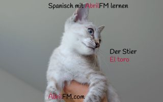 161. Die Katze- Spanisch mit AbrilFM lernen